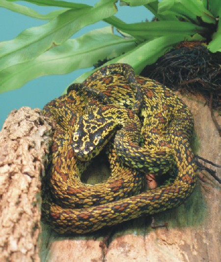 Protobothrops jerdonii xanthomelas Bild03
